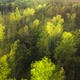 Forest Morning Sun Rays Light Jungle Green Grass Nature Wood Outdoor - VideoHive Item for Sale