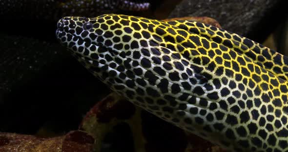 Laced Moray, gymnothorax tessellata, Real Time 4K