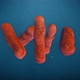 Virus E Coli - VideoHive Item for Sale