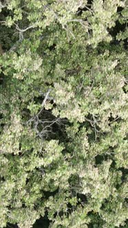 Aerial View of Green Forest in Summer