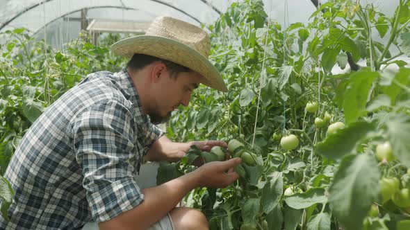 Young farmer examining tomato plants in his greenhouse. Organic farming concept.