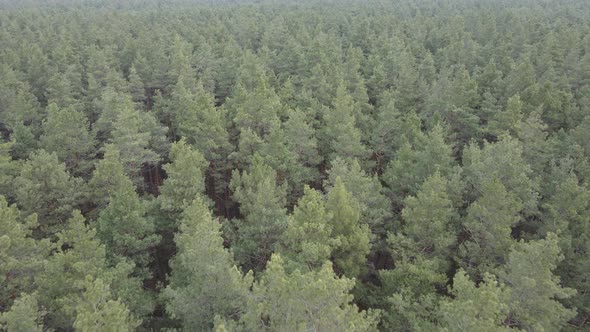 Forest Landscape Aerial View Slow Motion