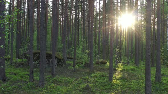 Flight in the evergreen forest on a summer sunny day