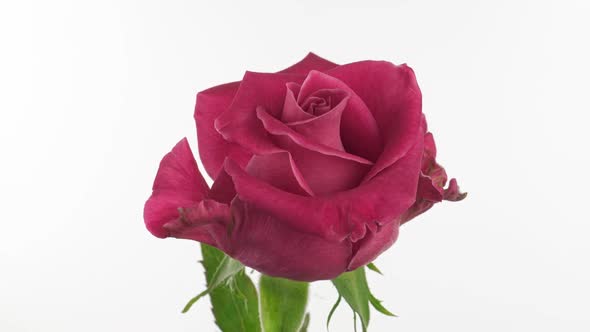 Beautiful Opening Pink Rose on White Background