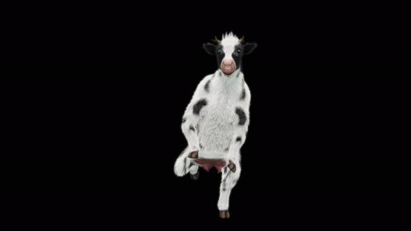 Cow Dance 4K