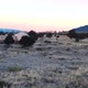 Deer Grazing In Colorado Mountain Valley Field Sunrise Drone Footage - VideoHive Item for Sale