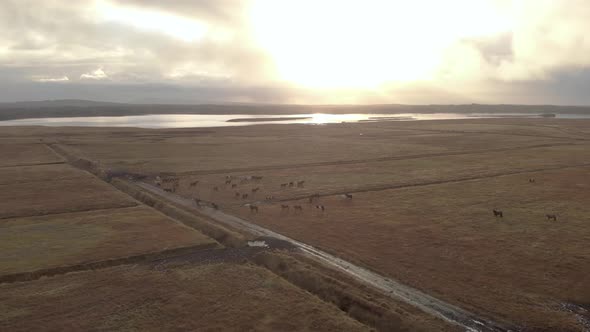 Aerial cinematic shot of Icelandic horses grazing in a field at sunrise.