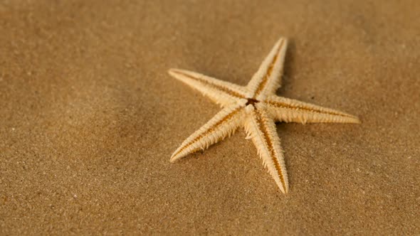 Small Star on Sand, Rotation