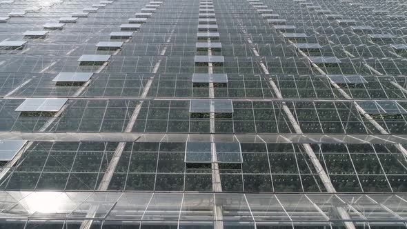 Flying Over Glass Greenhouses Growing Plants in Large Industrial Greenhouses View From a Height