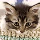 a small and cute kitten in a basket, at home - VideoHive Item for Sale