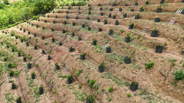 Rows of young Avocado plants, Aerial view 4 K