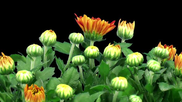 Time-lapse of opening orange chrysanthemum flower buds
