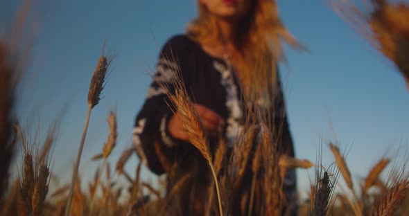 Close up of womans hand playing with wheat on a wheat field
