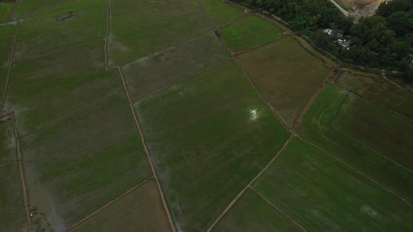 high angle drone shot of rice fields on the outskirts of Ho Chi Minh City, Vietnam.