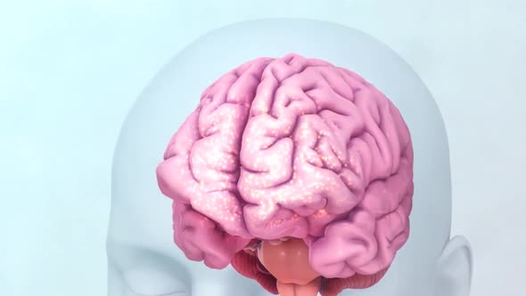 Human brain Anatomical Model 3D rendering