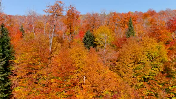 Aerial view of fall season foliage colors.