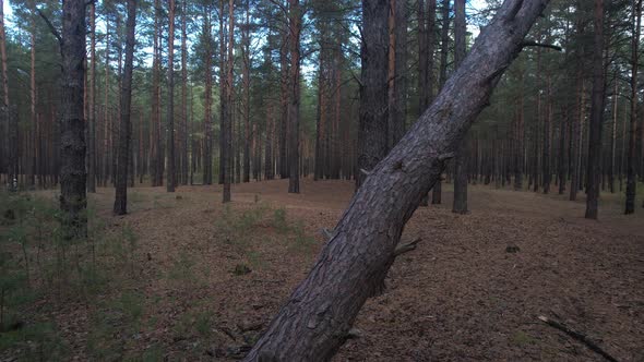 Along The Fallen Tree