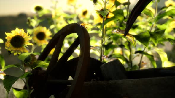 Old Vintage Style Scythe and Sunflower Field