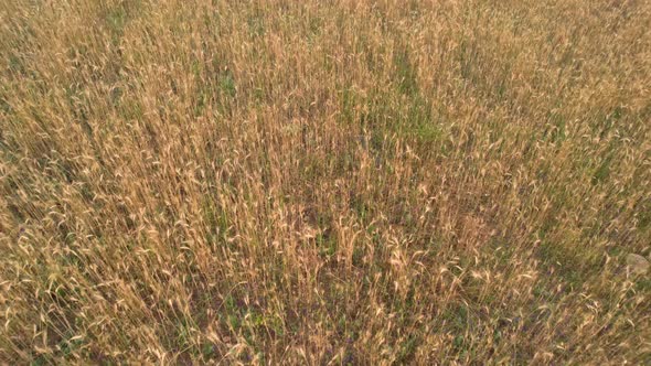 Aerial Shot Wheat Field