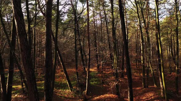 Walk in the Autumn Forest