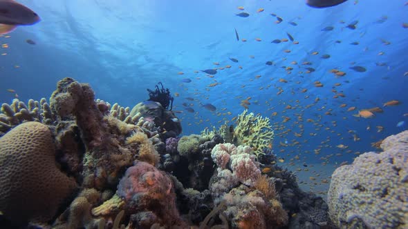 Tropical Coral Reef Clownfish