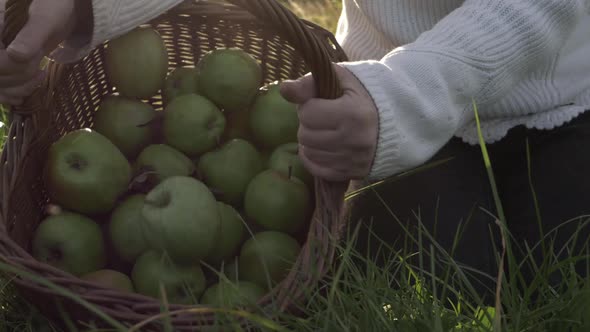 Woman emptying basket of apples onto ground in countryside medium shot close up shot