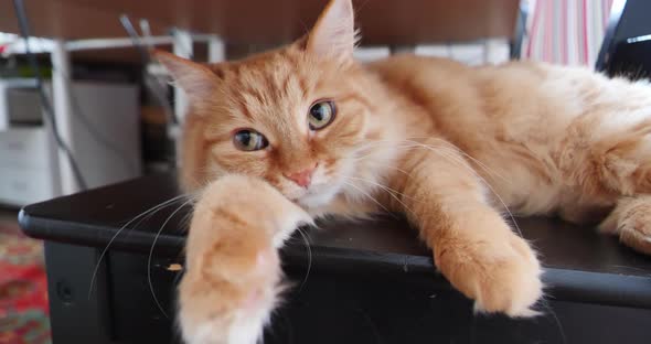 Cute Ginger Cat is Lying on Black Chair Under Table