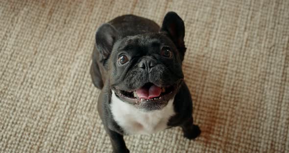 Cute Playful French Bulldog in Living Room