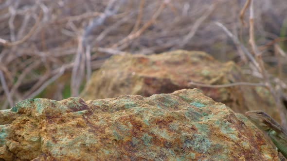 Small Whiptail lizard or blau blau crawling onto limestone rock in arid desert landscape looking at