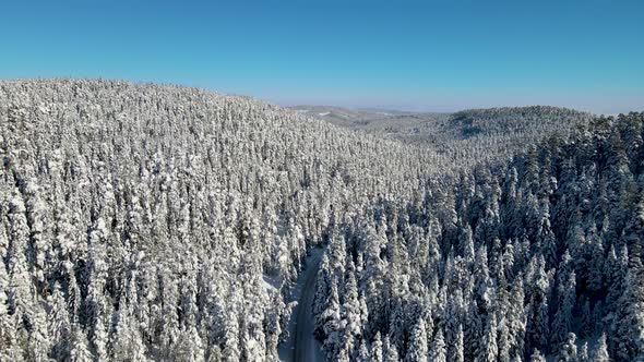 Top view of snowy forest and big trees