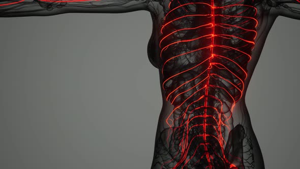 Brain and Nervous System of Human alt