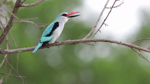 Woodland Kingfisher with stunning teal feathers calls out from perch
