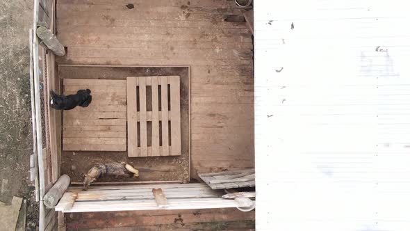 Aerial View of a Shelter for Stray Dogs