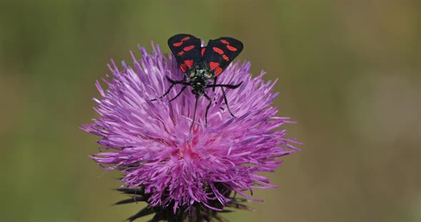 Zygaena lavandulae on a Thistle. Souther france, Occitanie.