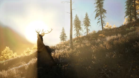 Deer Male in Forest at Sunset