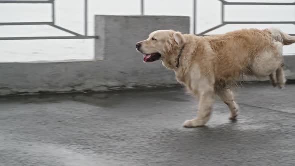 Active Labrador Dog