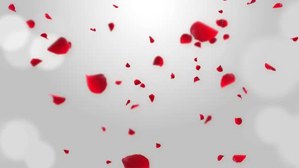 Luxury Romantic  Fresh Rose petals falling in the air on Green Screen.