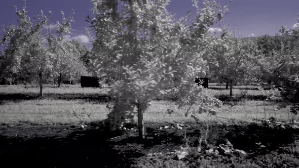 Dolly shot moving along a row of apple trees.