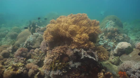 Coral Reef Tropical Fish