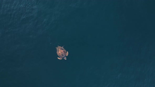 Unique view of a large sea turtle takes a breath of air as it rest effortlessly on the ocean surface