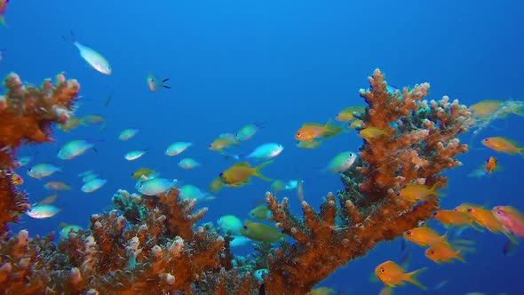 Underwater Colorful Tropical