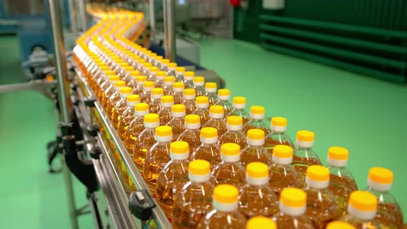 Sunflower Oil in the Bottle Moving on Production Line