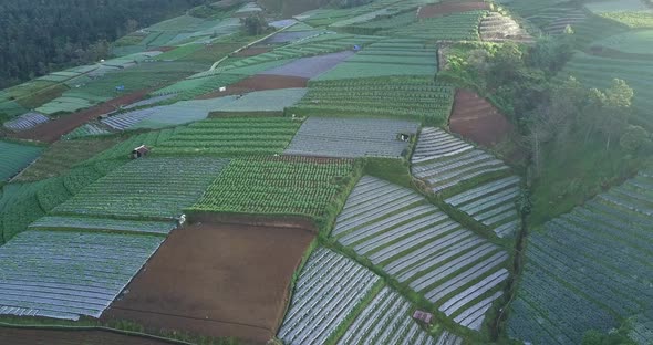 Aerial orbit shot of large Vegetable Plantation on the Slope of Mountain during sunbeams shining