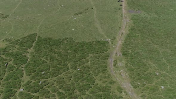 angled forward birdseye aerial view of a grassy moorland landscape gradually revealing grazing cows.