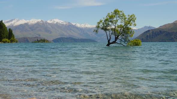 The Famous Wanaka Tree In New Zealand