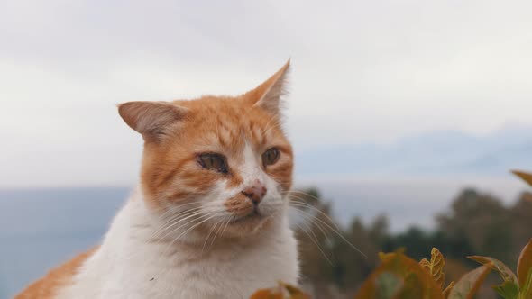 Orange Street Cat with Sore Eyes