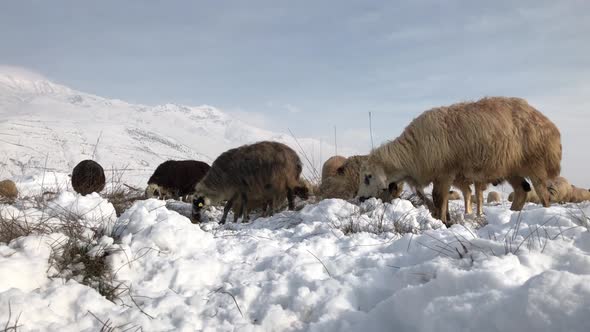 Sheep Grazing In Winter