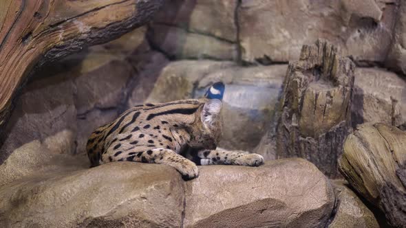 Close Up of Serval Licks Itself Lying on Rocks