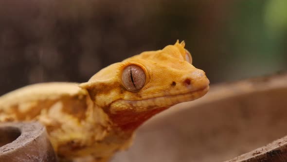 Close up of crested gecko's head with skin details
