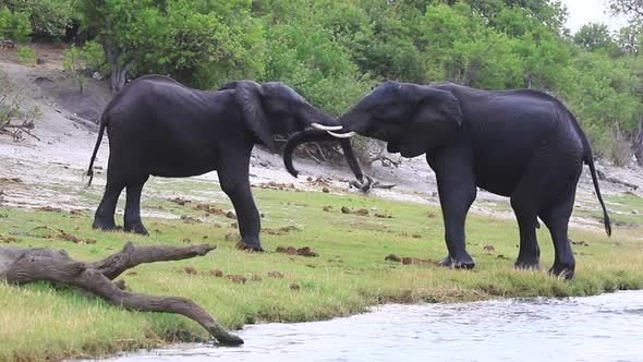 Two African Bush Elephants grapple on Chobe River shoreline, Botswana